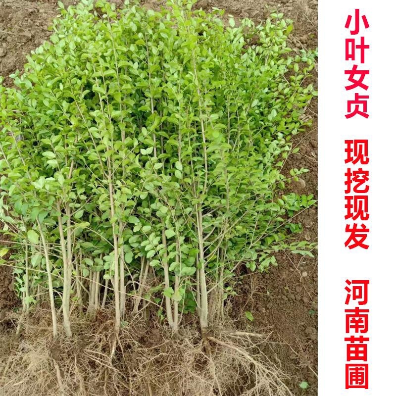 小叶女贞苗，造型小叶女贞，金叶女贞苗工程小苗绿化！！！！