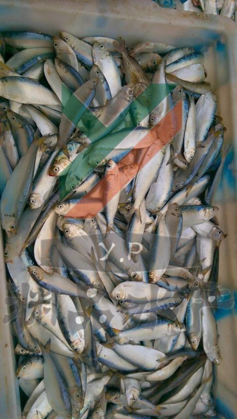 【渊品水产】养马岛野生特产天然深海海产品冰鲜饲料鱼