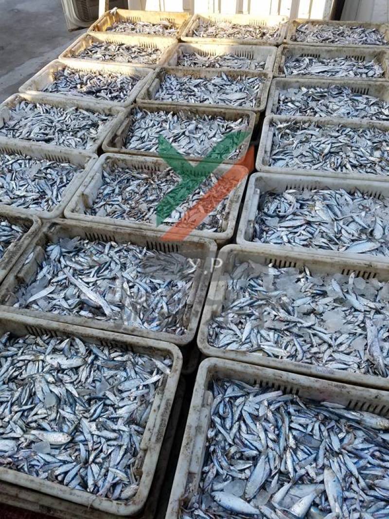 【渊品水产】养马岛野生特产天然深海海产品冰鲜饲料鱼
