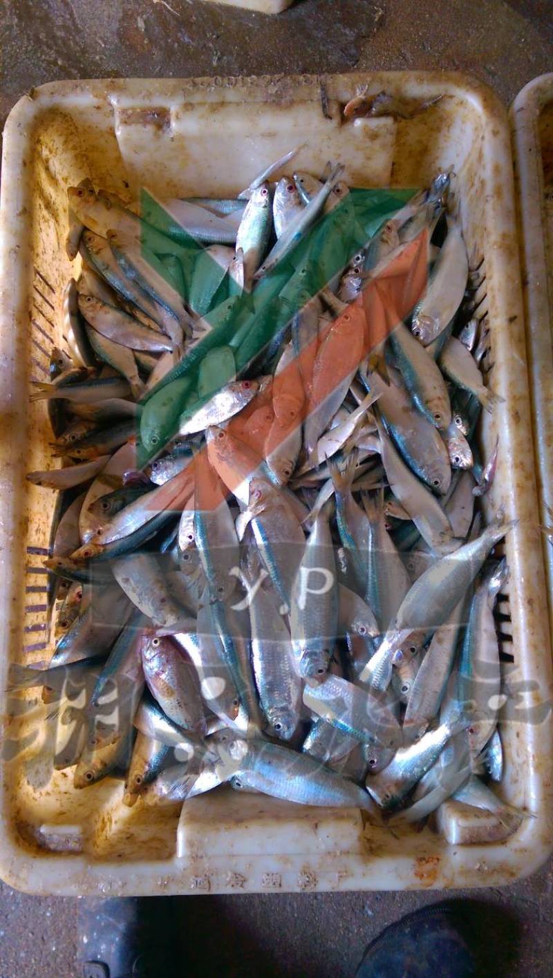 【渊品水产】养马岛野生特产天然深海海产品冰鲜饲料鱼