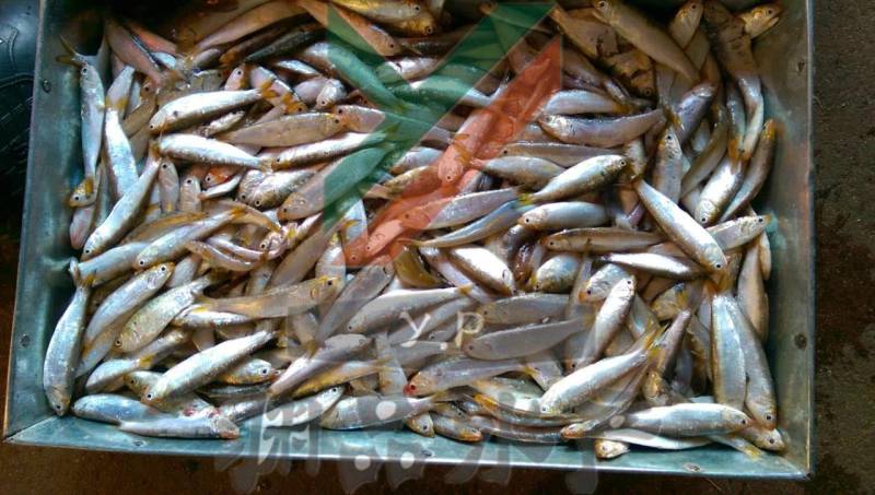 【渊品水产】养马岛野生特产天然深海海产品冰鲜饲料鱼