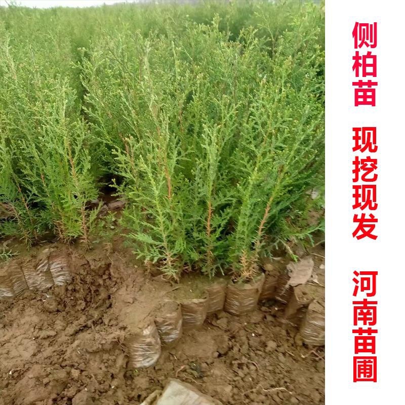 侧柏苗洛根苗营养袋苗营养杯侧柏苗蜀快苗30、2米高苗