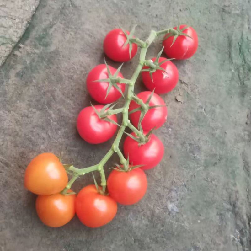 串红小番茄