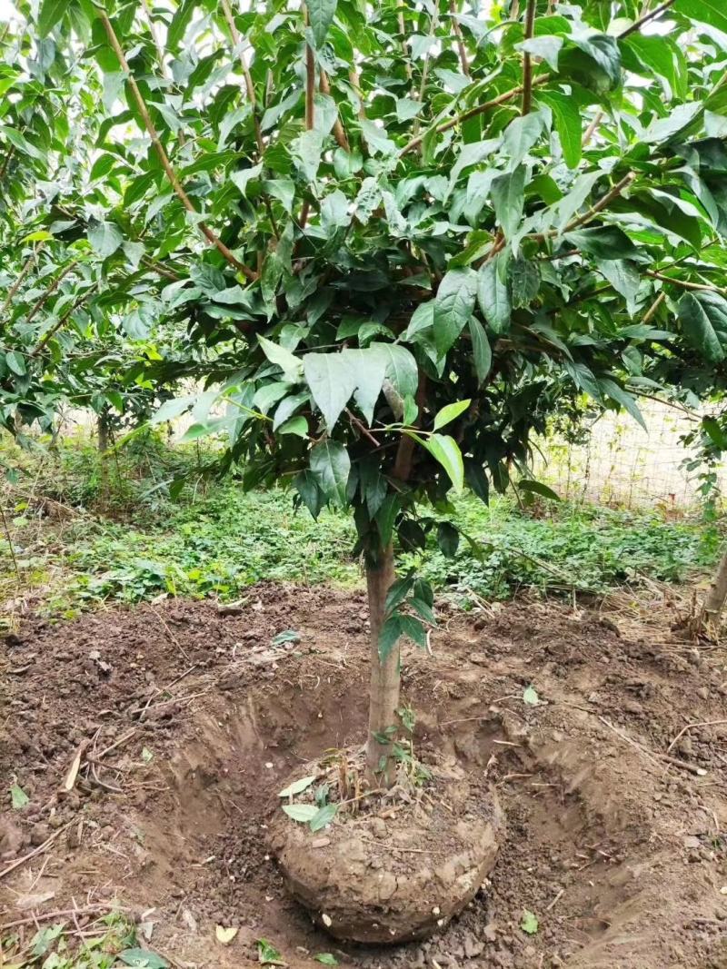 河南鄢陵5-8公分工程高杆腊梅杆直冠圆一手货源