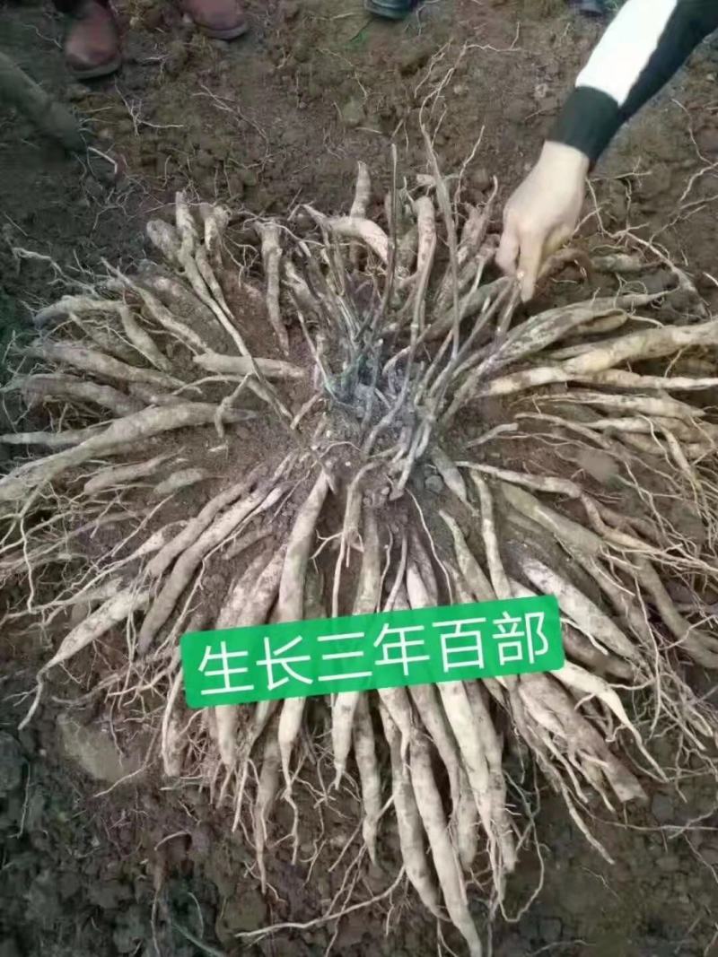 百部苗百部种子百部种植基地对叶大百部一手货源