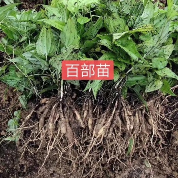 百部苗百部种子百部种植基地对叶大百部一手货源