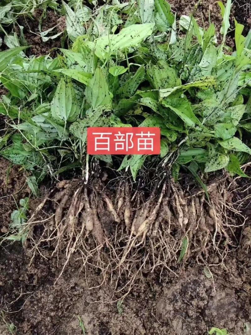 百部苗百部种子百部种植基地对叶大百部一手货源