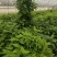 百部苗百部种子百部种植基地对叶大百部一手货源