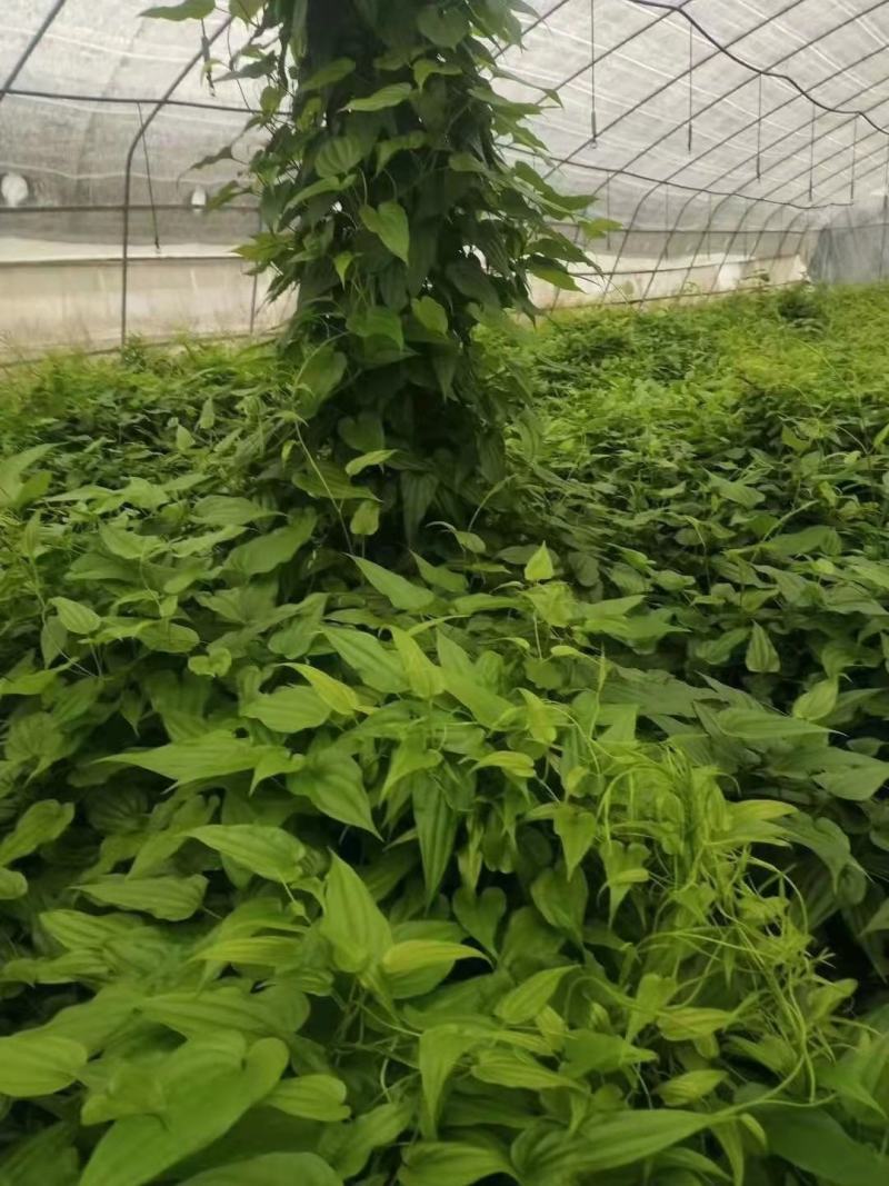 百部苗百部种子百部种植基地对叶大百部一手货源