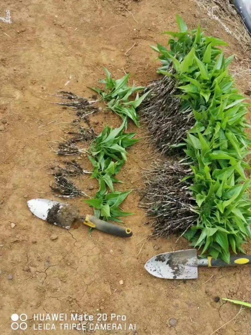 百部苗百部种子百部种植基地对叶大百部一手货源