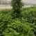 百部苗百部种子百部种植基地对叶大百部一手货源