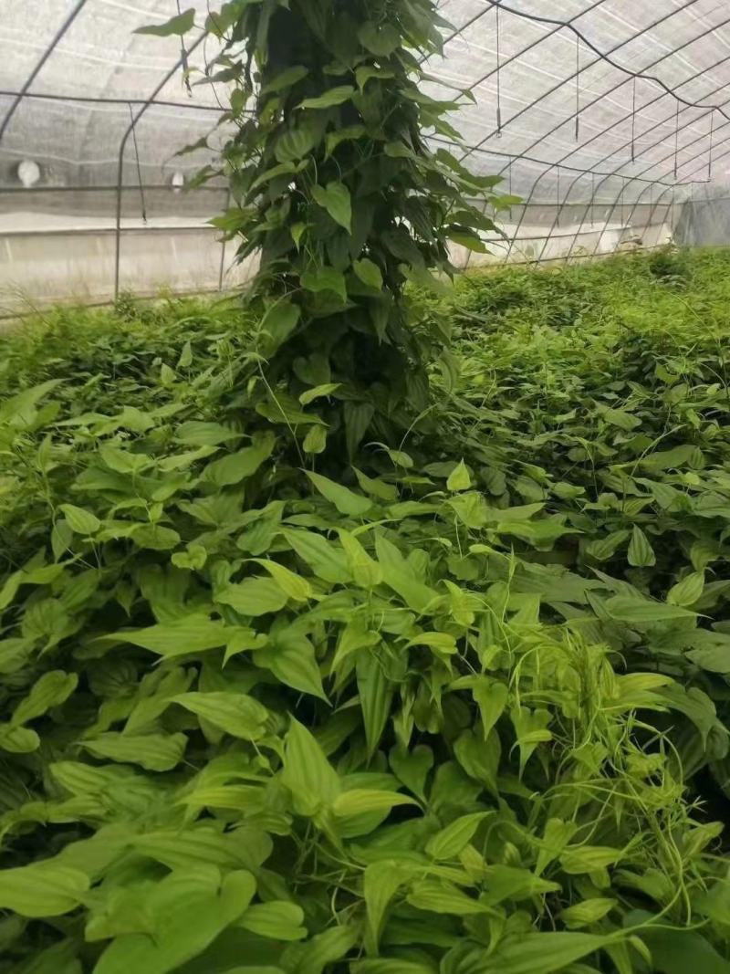 百部苗百部种子百部种植基地对叶大百部一手货源