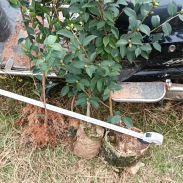 农户直发包邮江西高产嫁接油茶苗长林40-53-4号