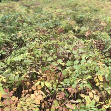 刺嫩芽苗，又叫乌龙头刺老芽苗子，实生苗，价格美丽