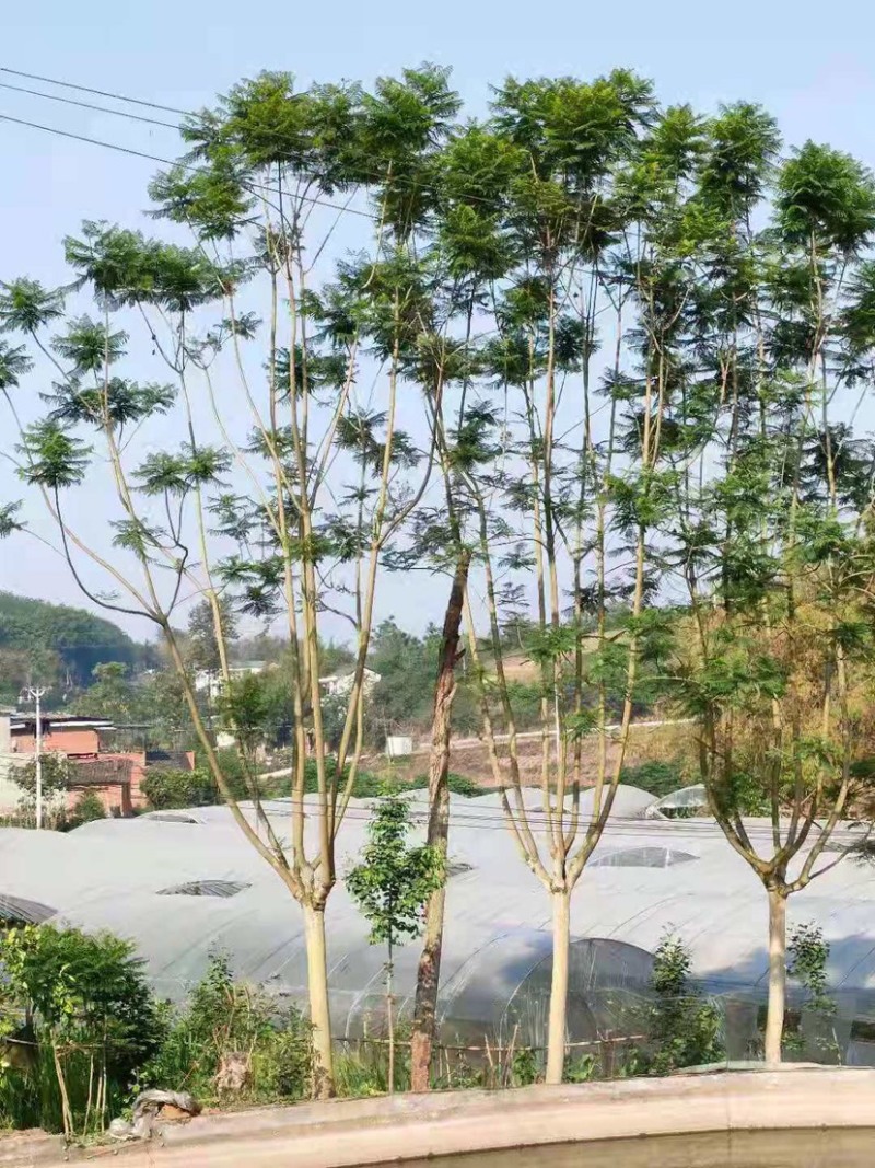 蓝花楹2~3m5一30cm