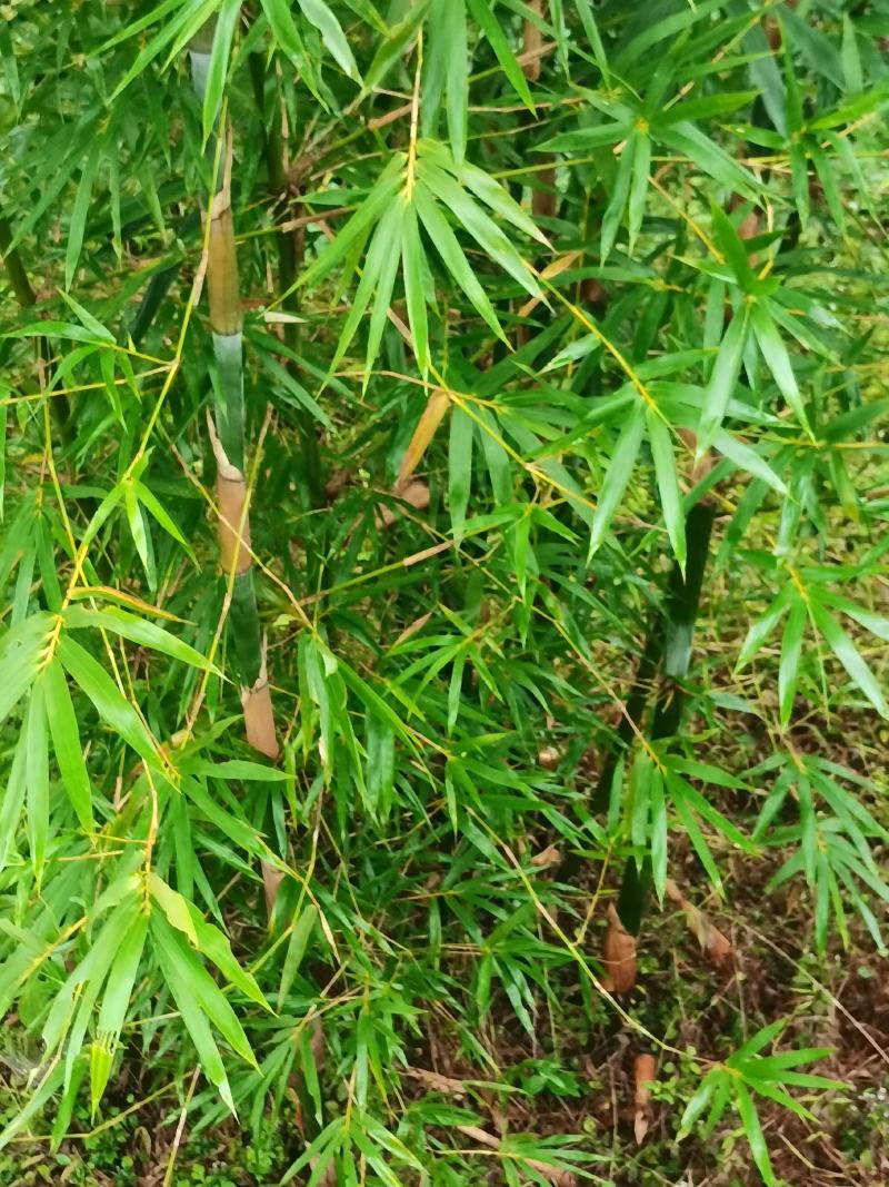 巨黄竹