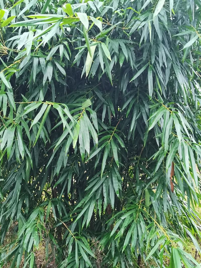 巨黄竹