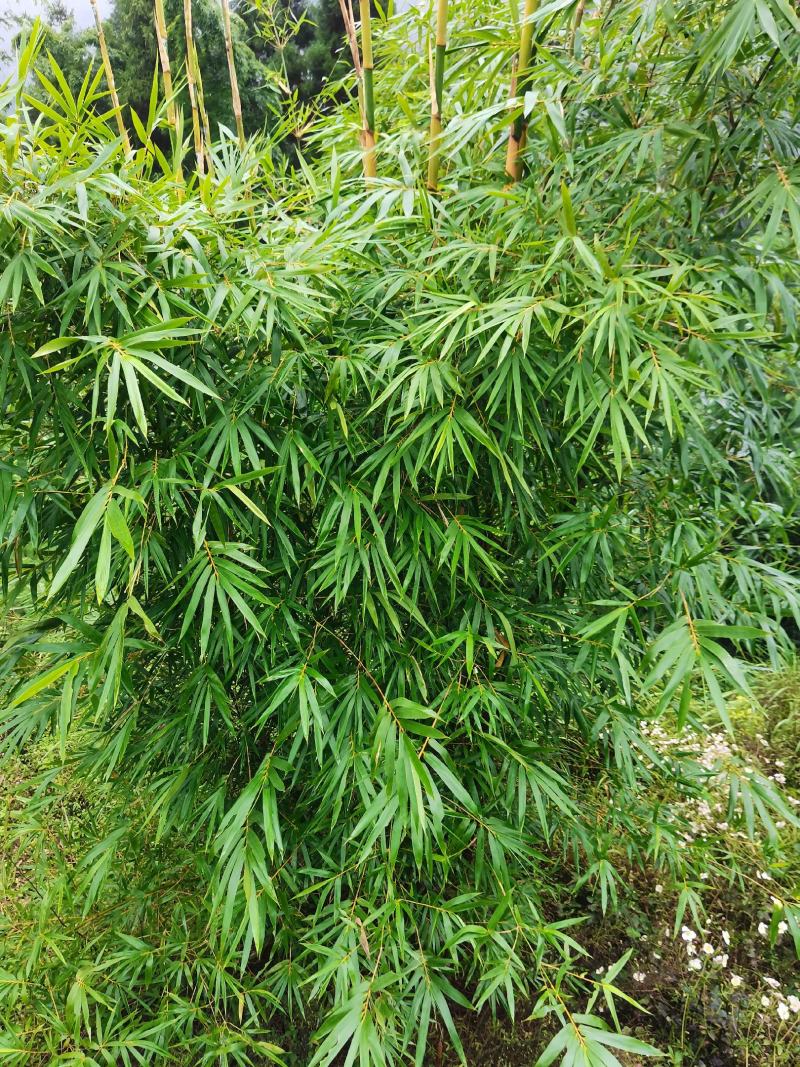 巨黄竹