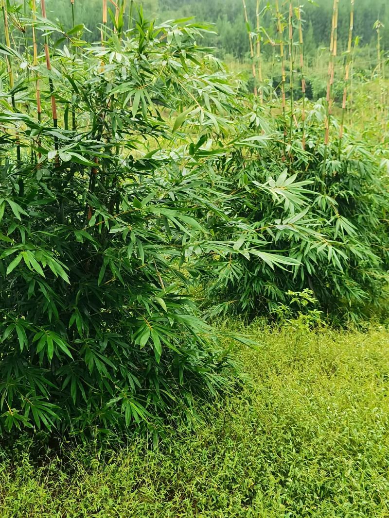 巨黄竹