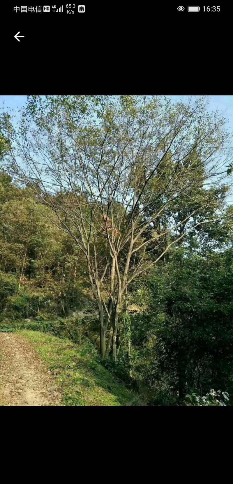 移栽丛生朴树断根苗各种规格原生丛生规格齐全