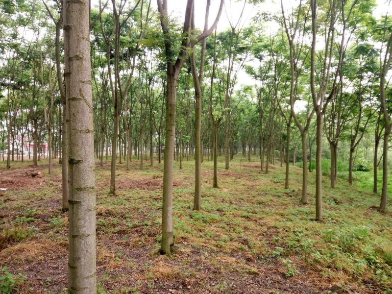 8-12栾树各种规格无修剪自然型一手货源大量有货