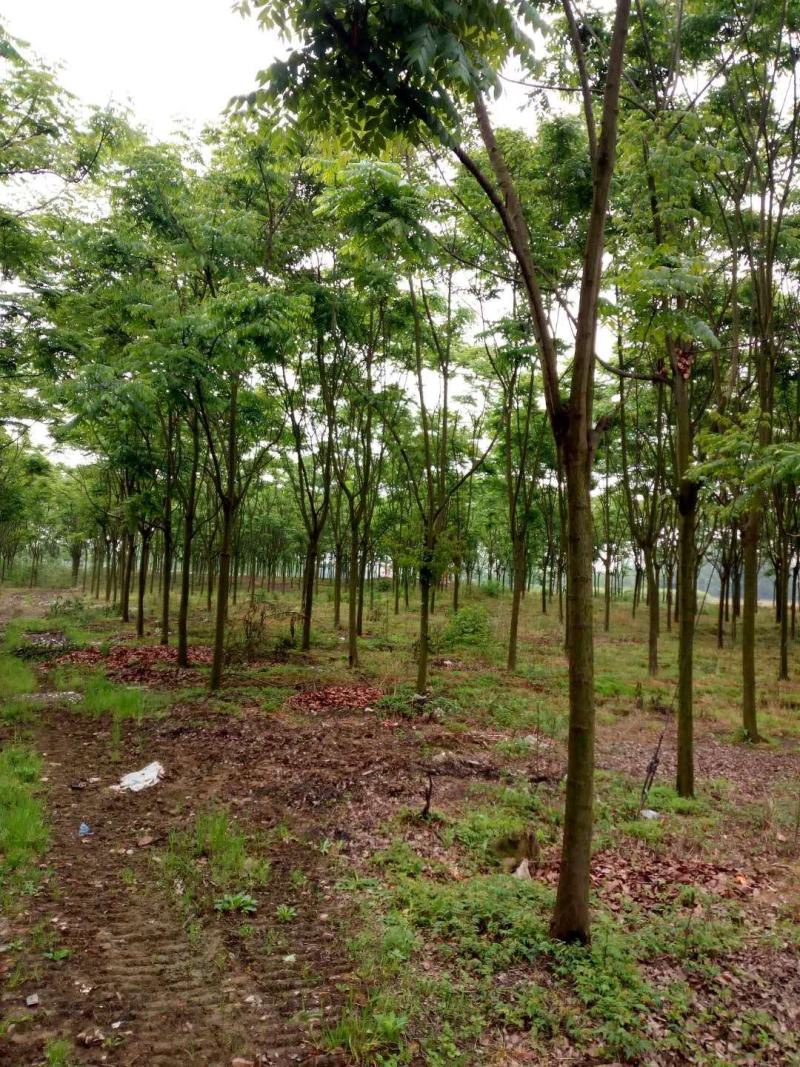 8-12栾树各种规格无修剪自然型一手货源大量有货