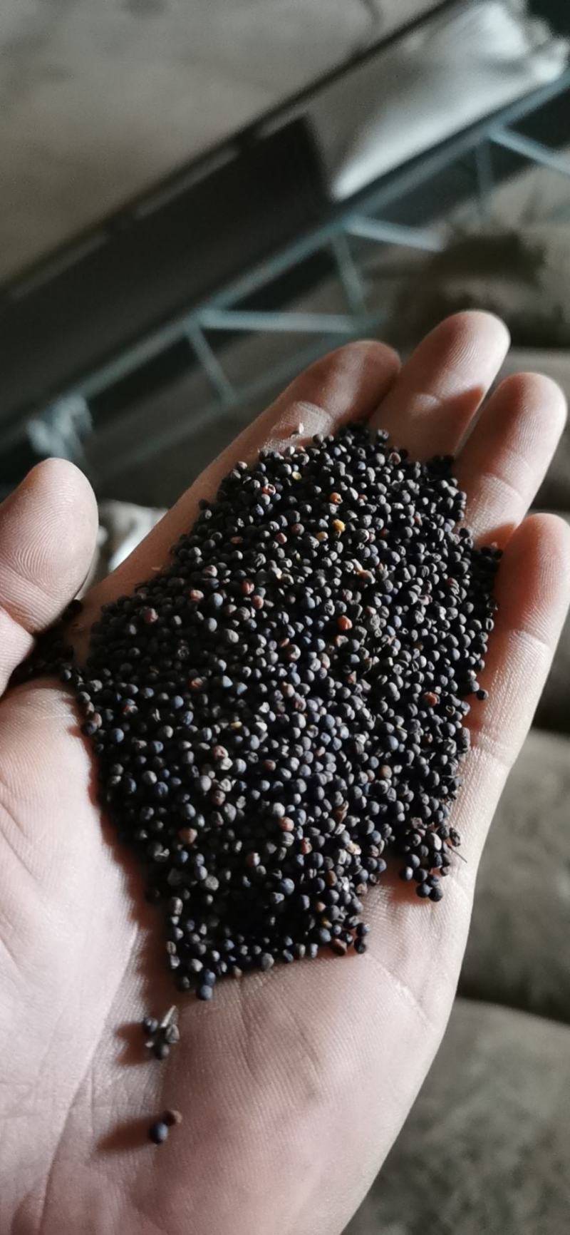 油菜籽优质含油41.5