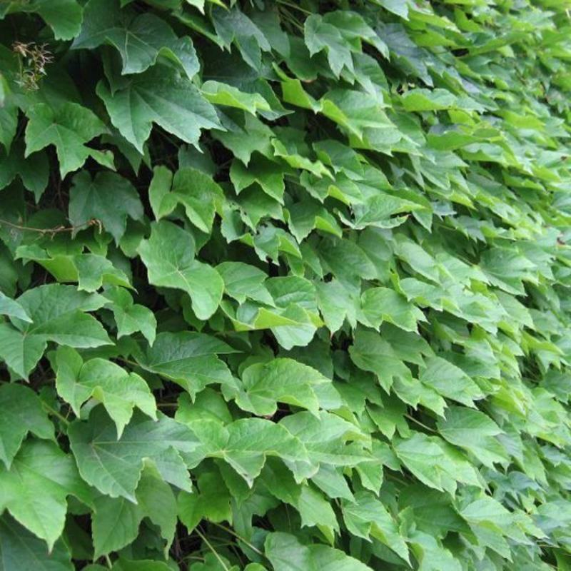 爬山虎种子红葛趴山虎红葡萄藤巴山虎种子爬藤四季常青