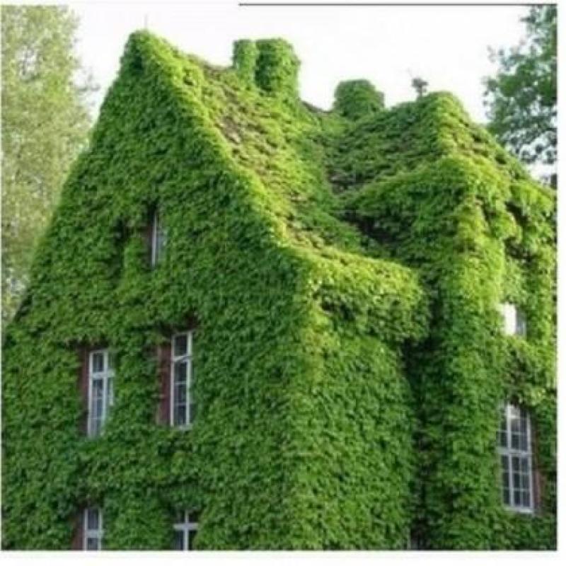 爬山虎种子红葛趴山虎红葡萄藤巴山虎种子爬藤四季常青