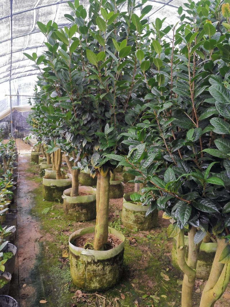 黄樽金花茶原生嫁接树苗精品盆栽名贵珍稀大颗山茶花品种庭院