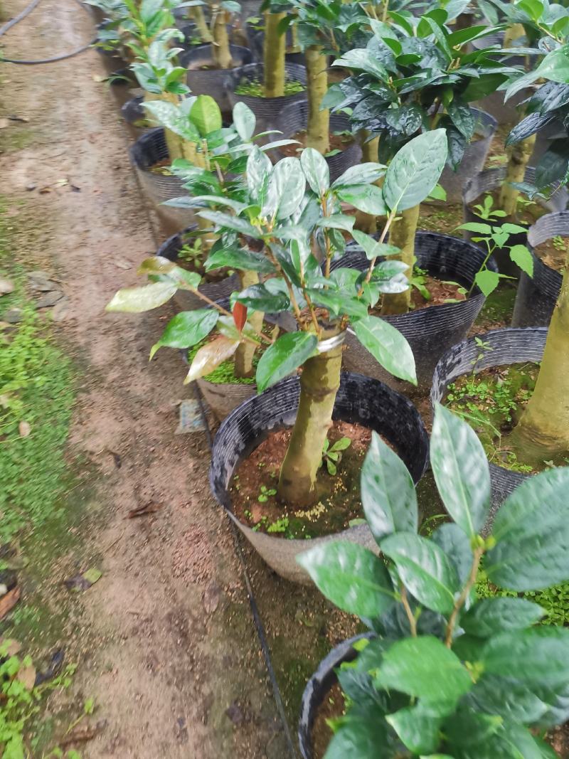 黄樽金花茶原生嫁接树苗精品盆栽名贵珍稀大颗山茶花品种庭院