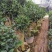 黄樽金花茶原生嫁接树苗精品盆栽名贵珍稀大颗山茶花品种庭院