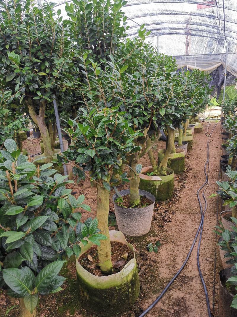 黄樽金花茶原生嫁接树苗精品盆栽名贵珍稀大颗山茶花品种庭院