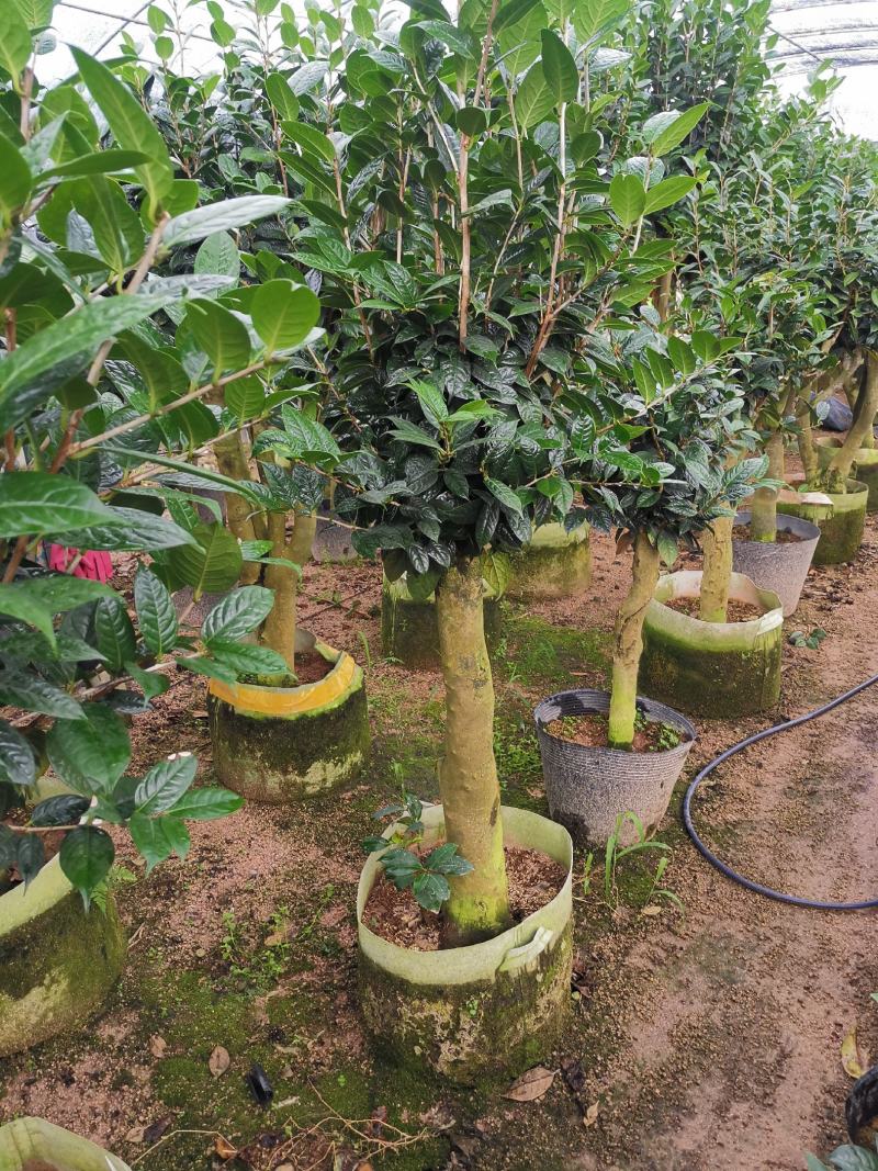 黄樽金花茶原生嫁接树苗精品盆栽名贵珍稀大颗山茶花品种庭院