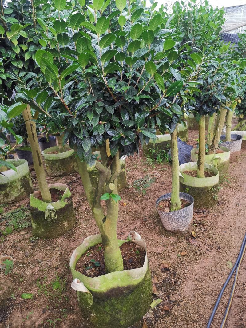 黄樽金花茶原生嫁接树苗精品盆栽名贵珍稀大颗山茶花品种庭院