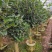 黄樽金花茶原生嫁接树苗精品盆栽名贵珍稀大颗山茶花品种庭院
