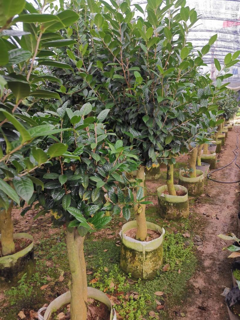 黄樽金花茶原生嫁接树苗精品盆栽名贵珍稀大颗山茶花品种庭院