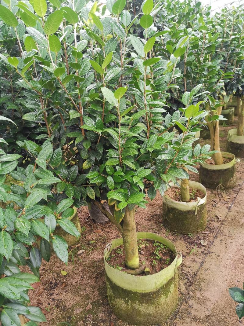 黄樽金花茶原生嫁接树苗精品盆栽名贵珍稀大颗山茶花品种庭院
