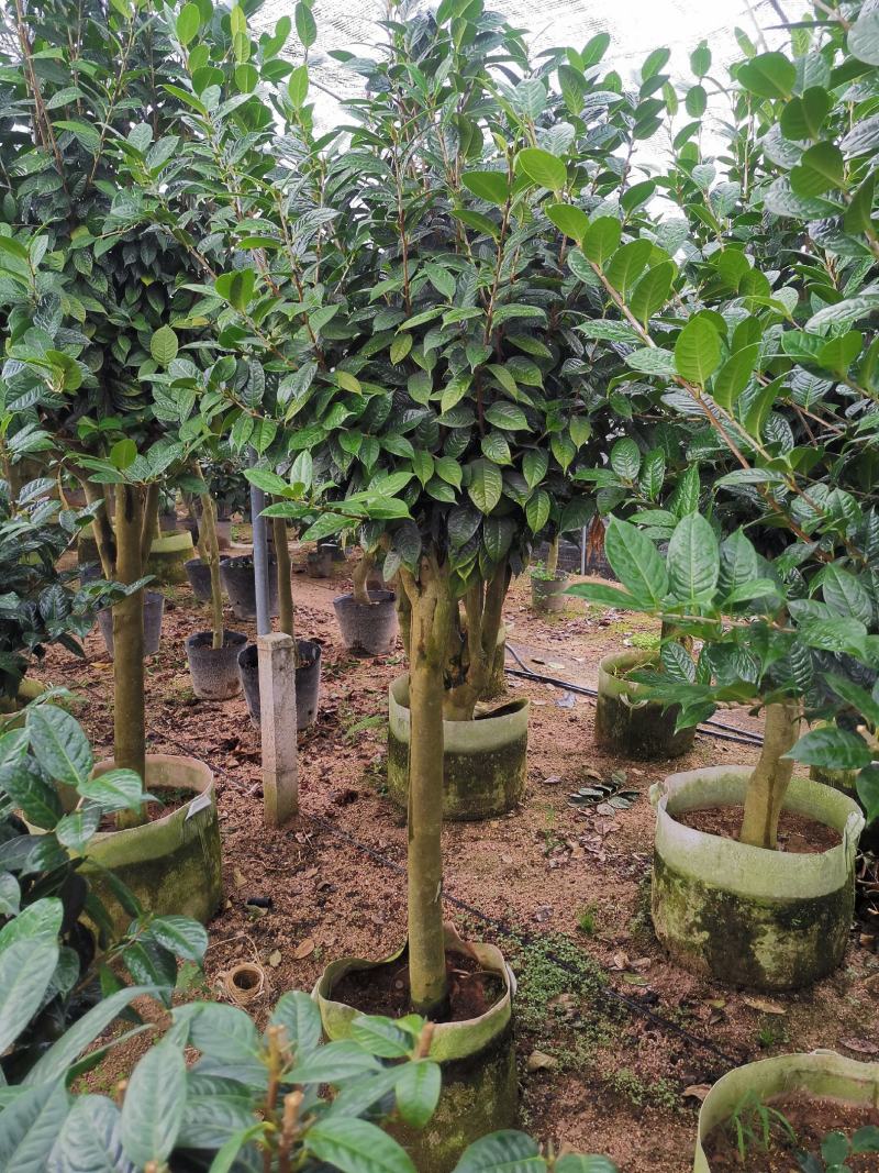 黄樽金花茶原生嫁接树苗精品盆栽名贵珍稀大颗山茶花品种庭院