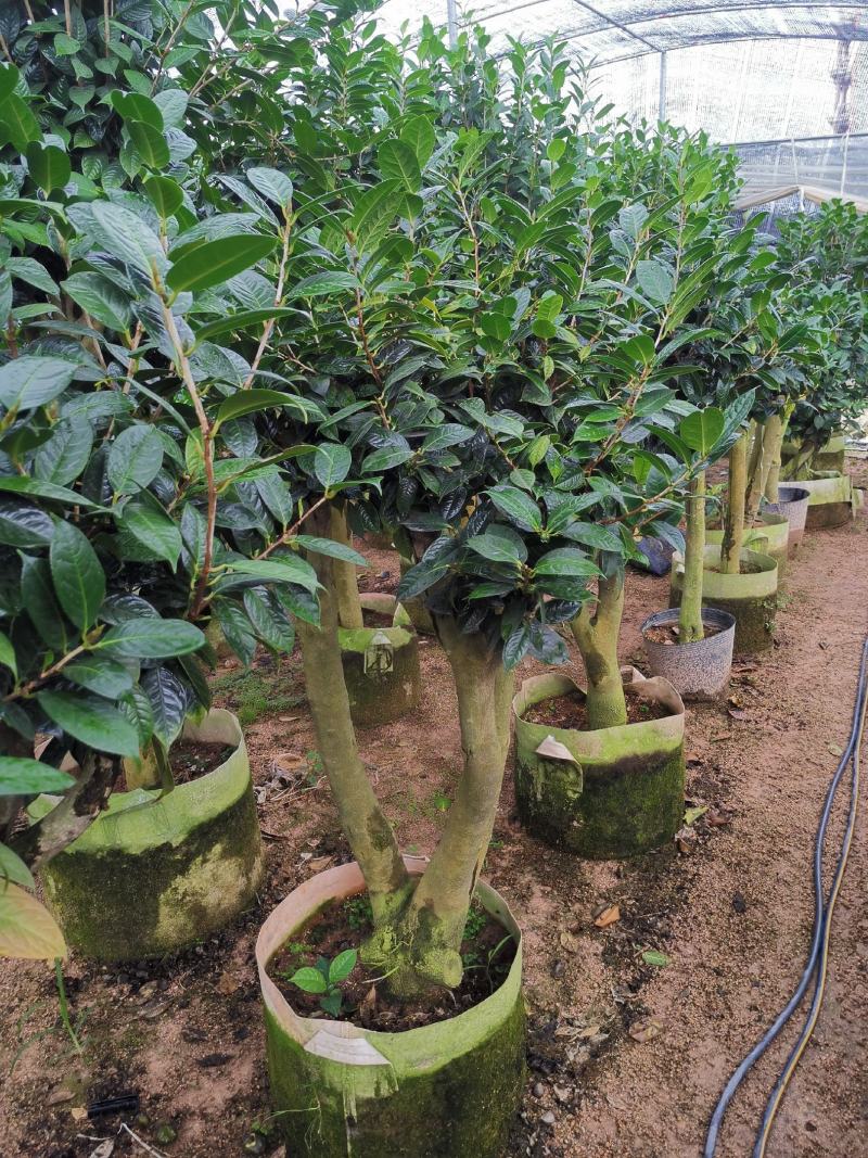 黄樽金花茶原生嫁接树苗精品盆栽名贵珍稀大颗山茶花品种庭院