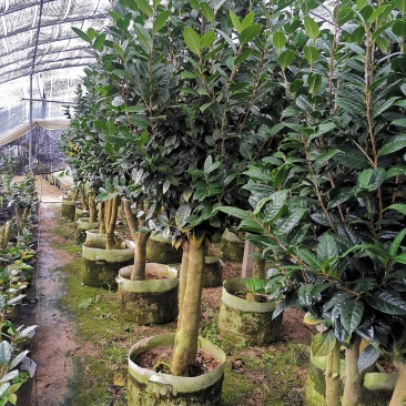 黄樽金花茶原生嫁接树苗精品盆栽名贵珍稀大颗山茶花品种庭院