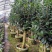 黄樽金花茶原生嫁接树苗精品盆栽名贵珍稀大颗山茶花品种庭院