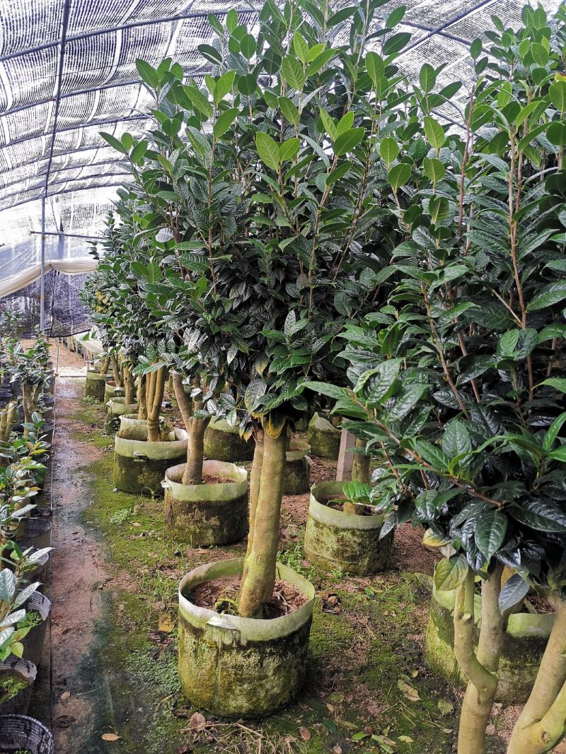 黄樽金花茶原生嫁接树苗精品盆栽名贵珍稀大颗山茶花品种庭院