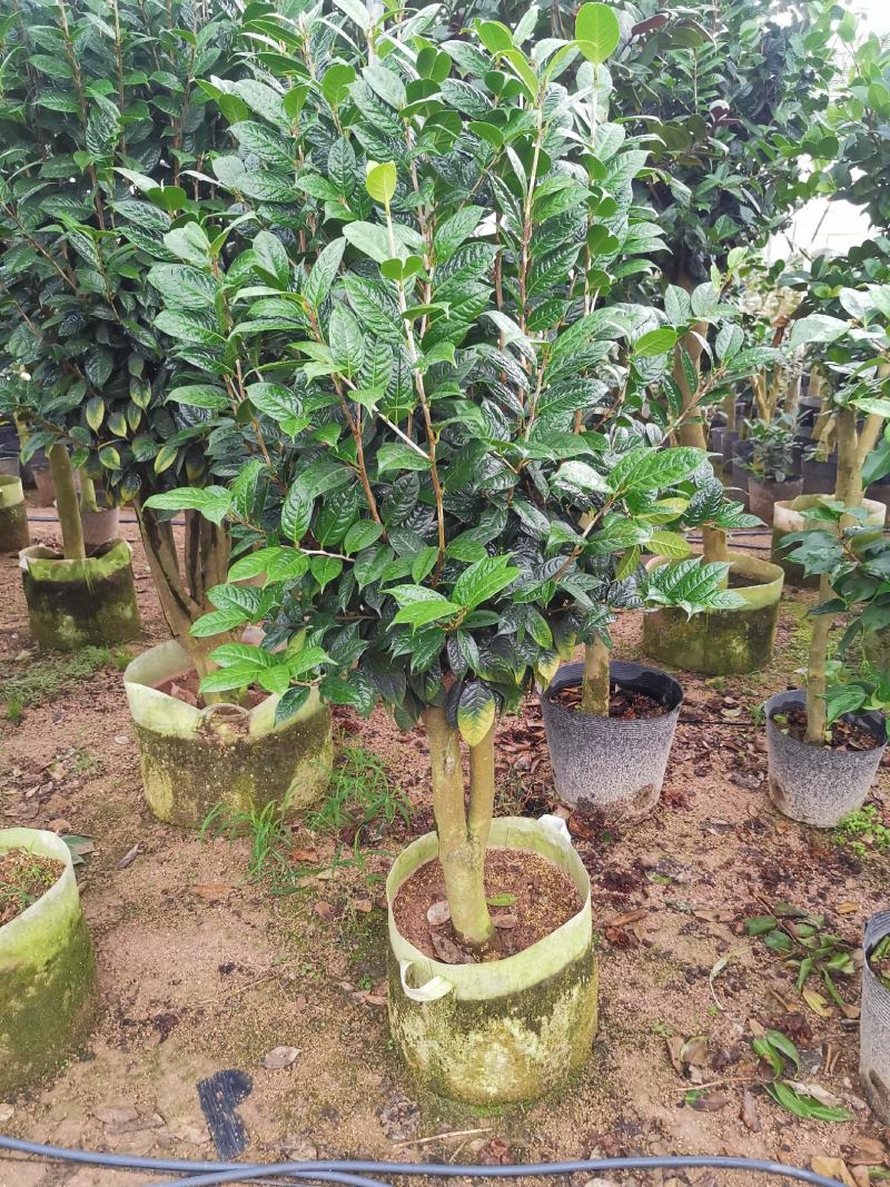 黄樽金花茶原生嫁接树苗精品盆栽名贵珍稀大颗山茶花品种庭院