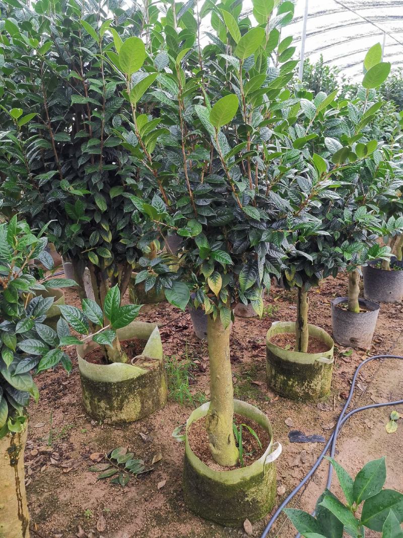 黄樽金花茶原生嫁接树苗精品盆栽名贵珍稀大颗山茶花品种庭院