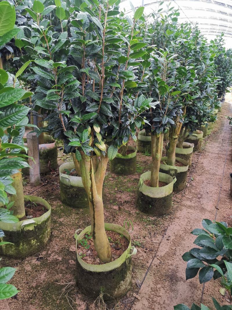 黄樽金花茶原生嫁接树苗精品盆栽名贵珍稀大颗山茶花品种庭院