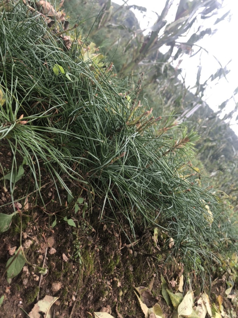 红松苗，又叫果松，二年苗四年苗，大颗粒，上山苗。