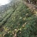 红松苗，又叫果松，二年苗四年苗，大颗粒，上山苗。