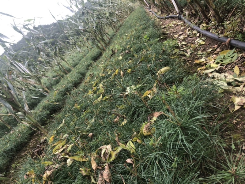 红松苗，又叫果松，二年苗四年苗，大颗粒，上山苗。