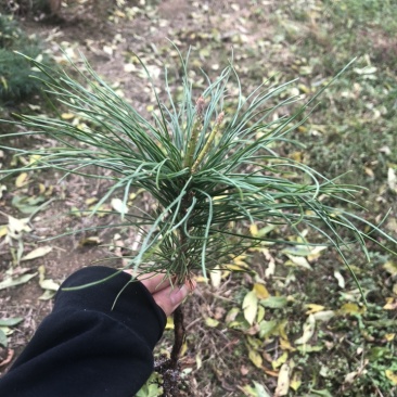 红松苗，又叫果松，二年苗四年苗，大颗粒，上山苗。